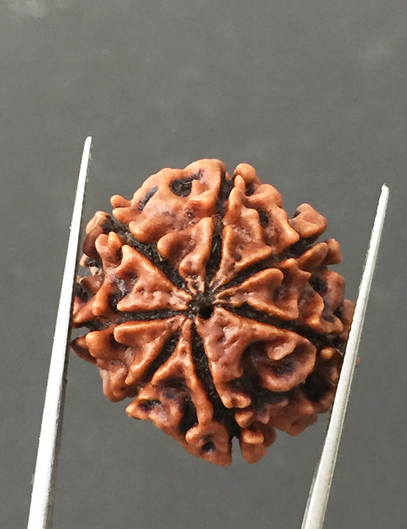 7 Mukhi Certified Nepali Rudraksha Size- 24 mm